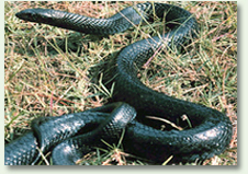 nuisance wildlife trapper can remove problem snakes