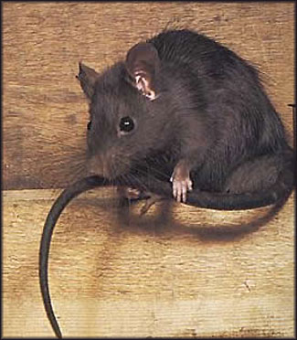 Roof Rat